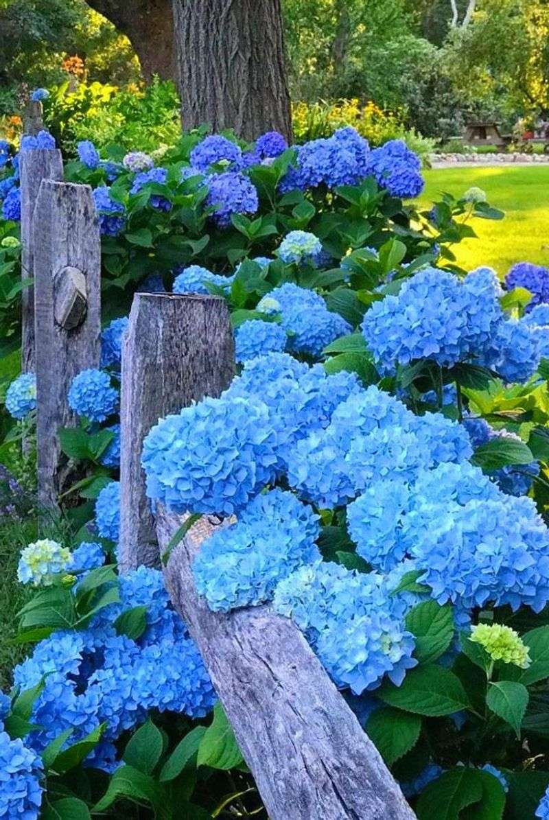 Nikko Blue Hydrangea