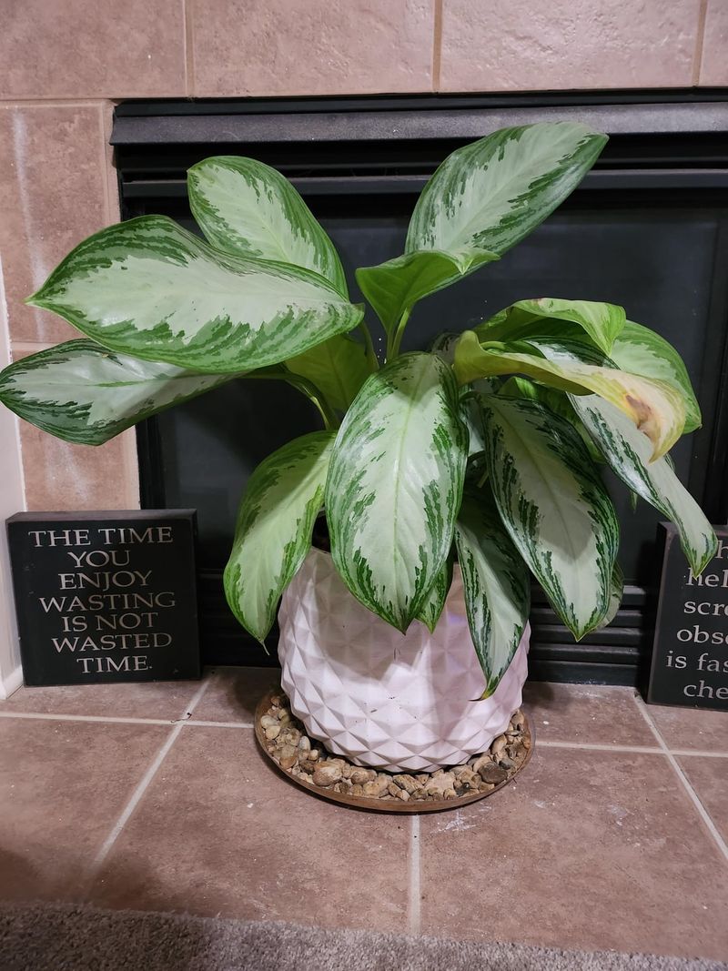 Chinese Evergreen