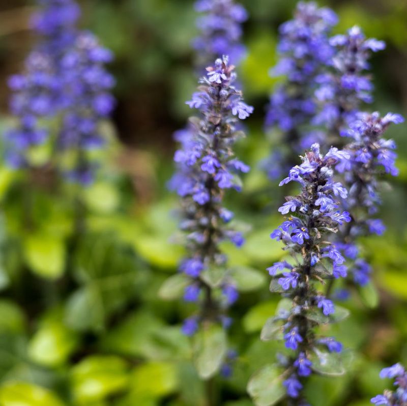 Lavender (Invasive Varieties)