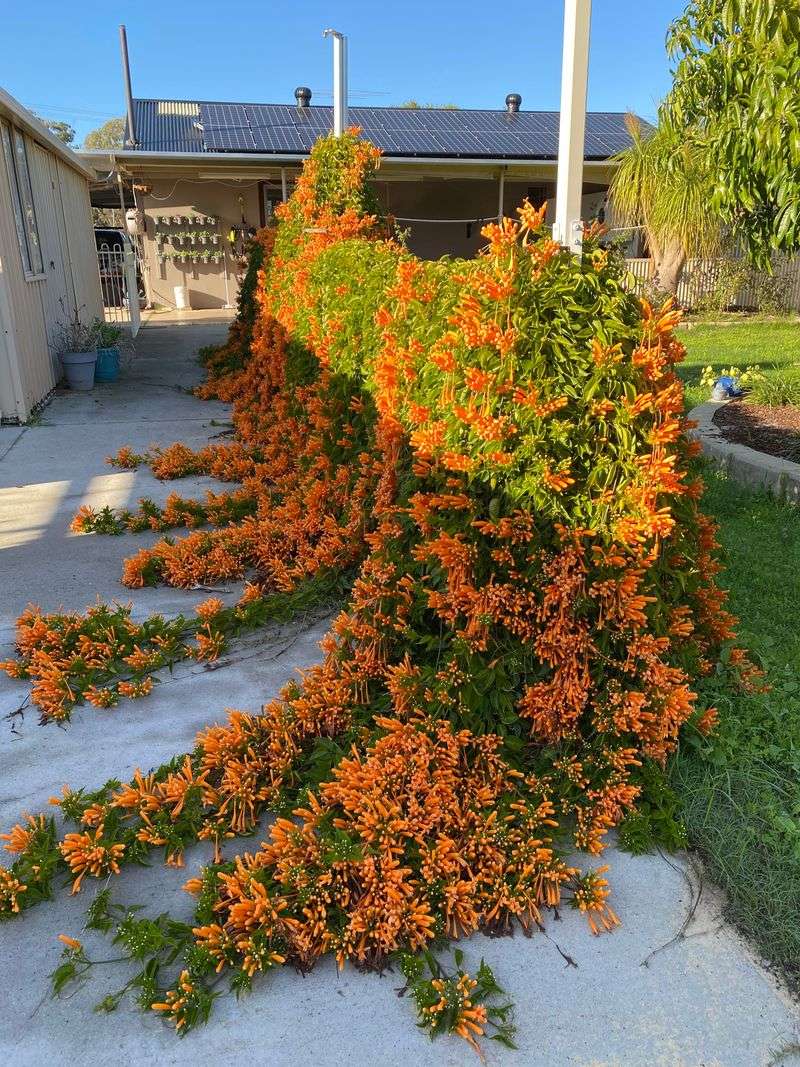 Trumpet Vine (Campsis radicans)