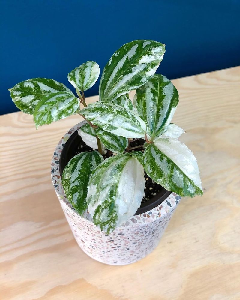 Aluminum Plant (Pilea cadierei)