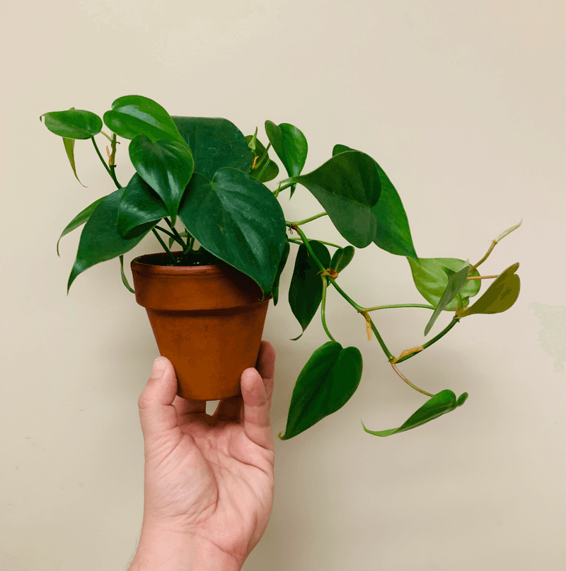 Philodendron