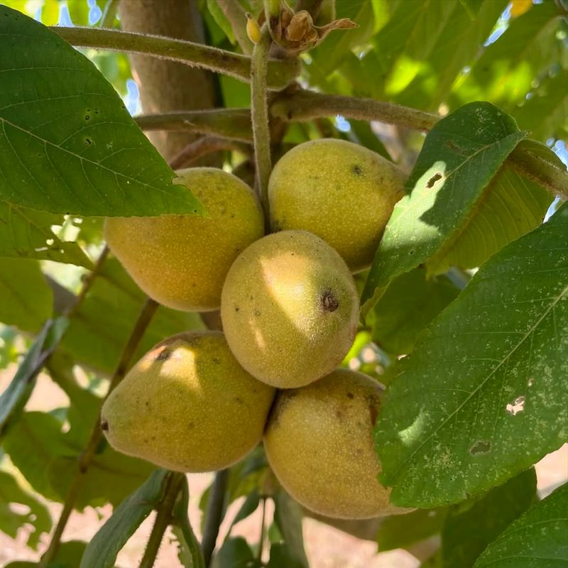 Heartnut (Juglans Ailantifolia Var. Cordiformis)