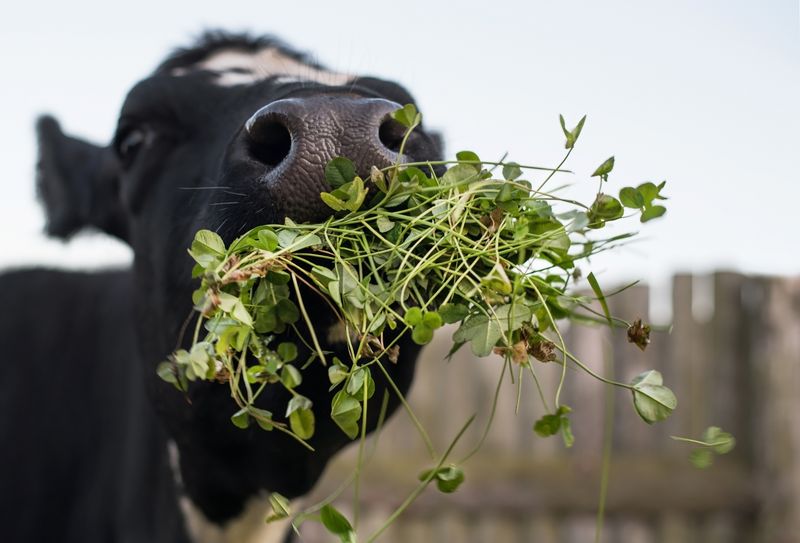 Can Be a Source of Food for Livestock