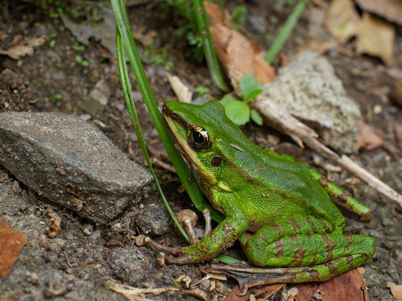 Provides Natural Amphibian Habitat