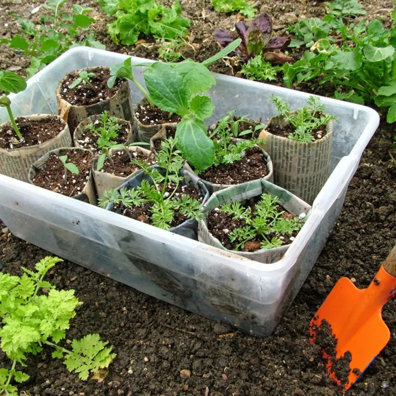 Try Both Container and In-Ground Gardening