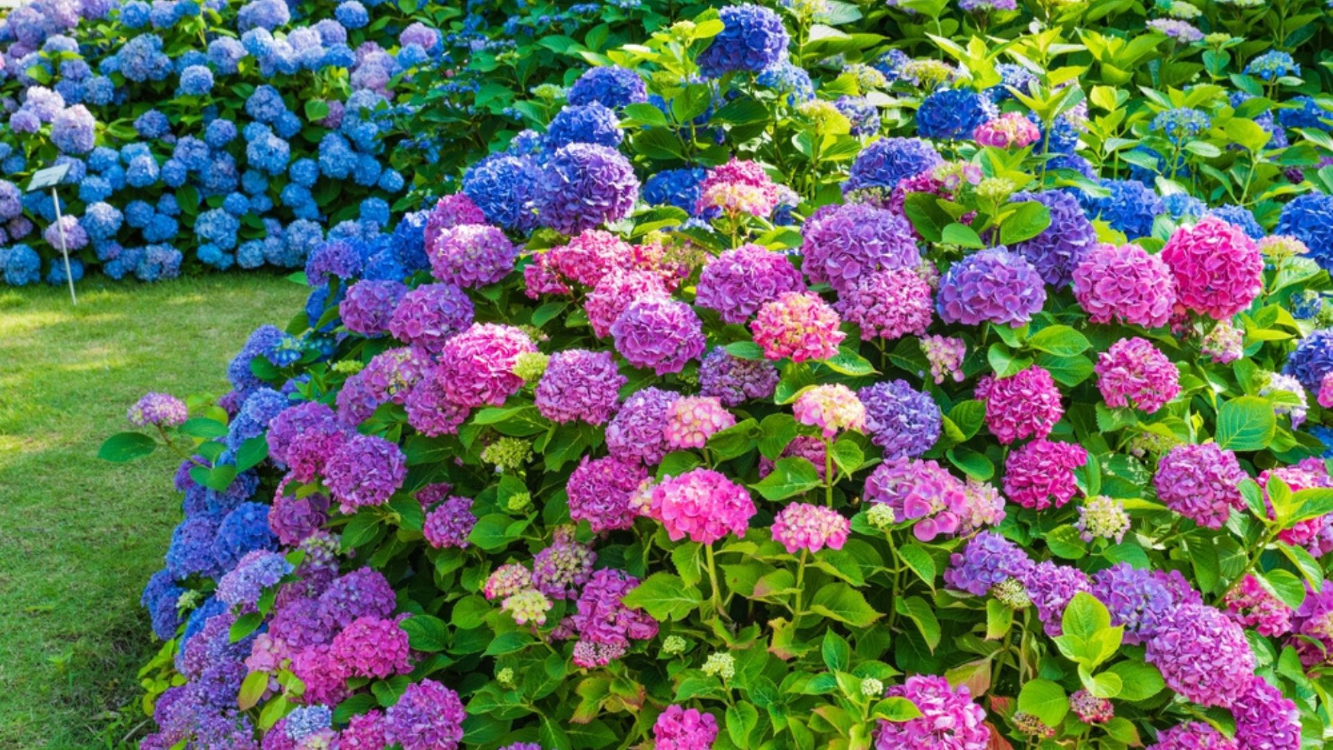 colorful hydrangea bushes