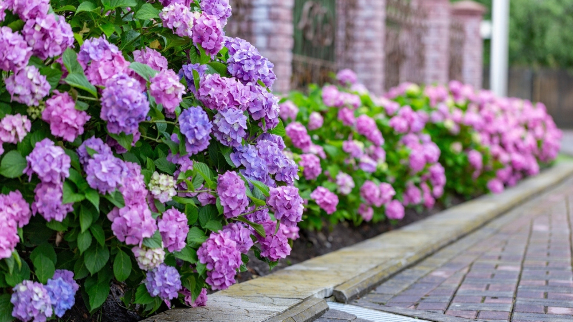 Ensure Your Hydrangeas Shine All Season Long With These 26 Spring Fertilizing Tips