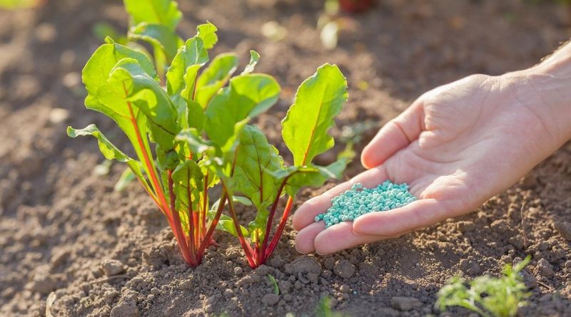 Fertilizing For Healthy Growth