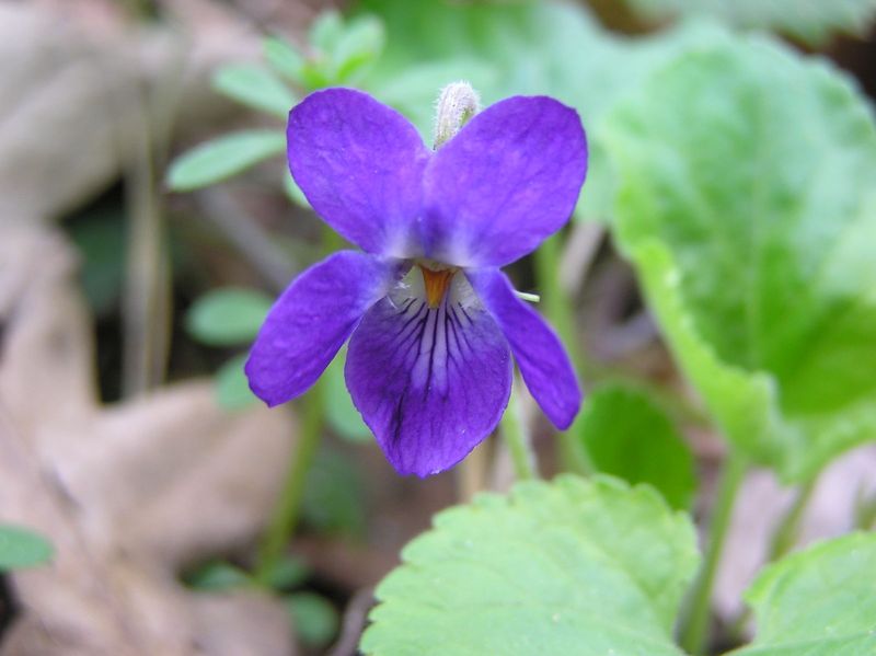 African Violet (medicinal form)