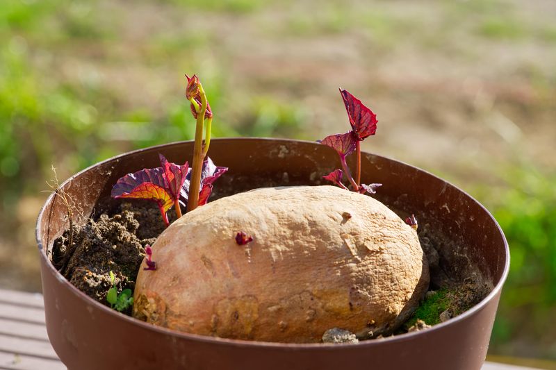 Sweet Potato Greens