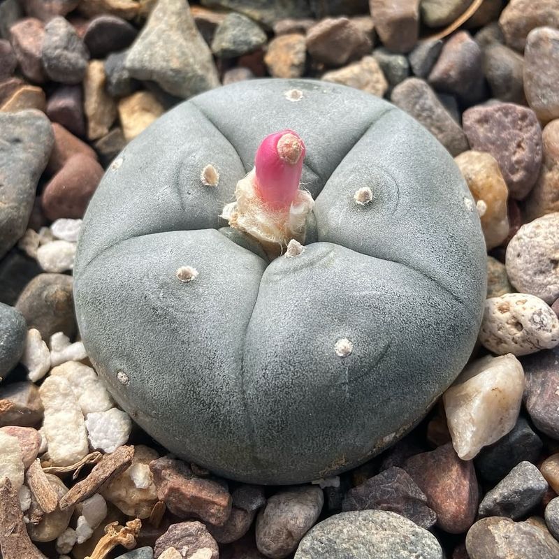 Peyote