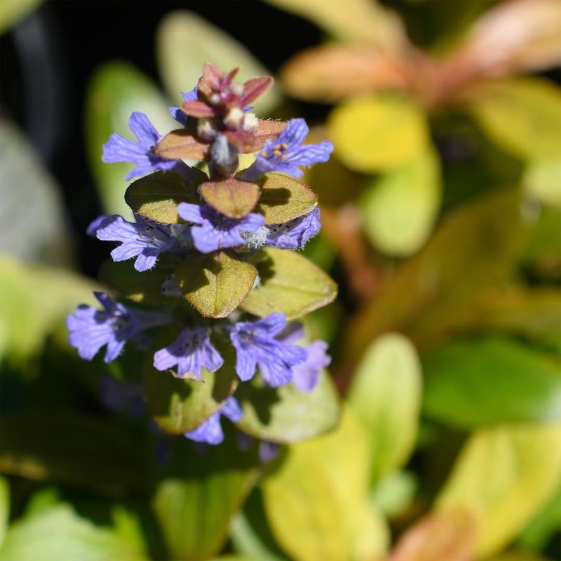 Ajuga