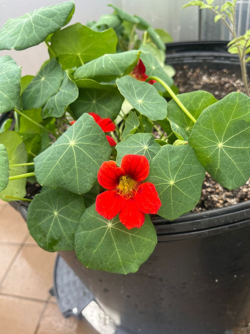 Nasturtium