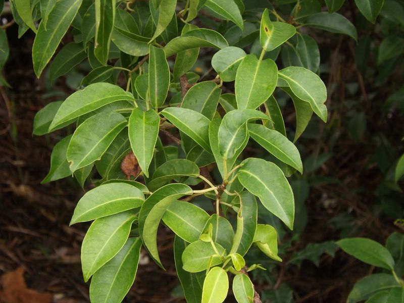 Excoecaria agallocha (Blind Your Eye Mangrove)