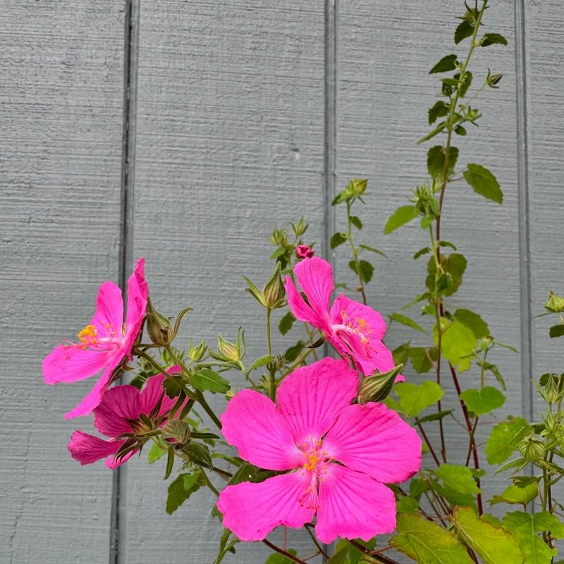 Rock Rose (Pavonia lasiopetala)