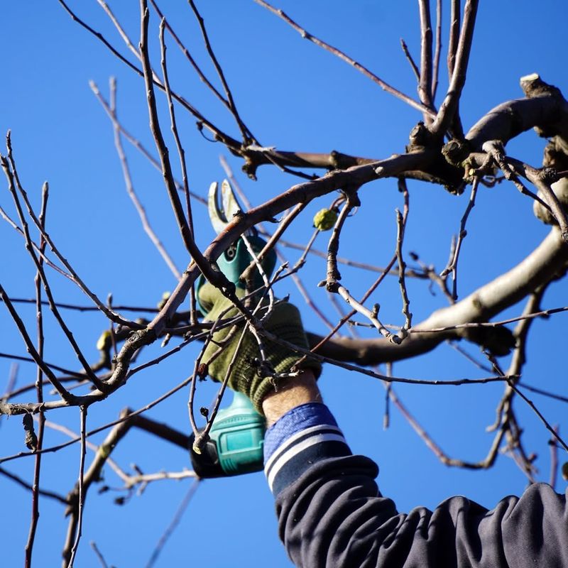 How To Prune A Pear Tree For Maximum Yield