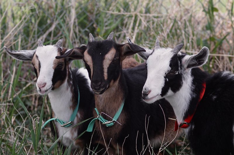 Goats as Grazers