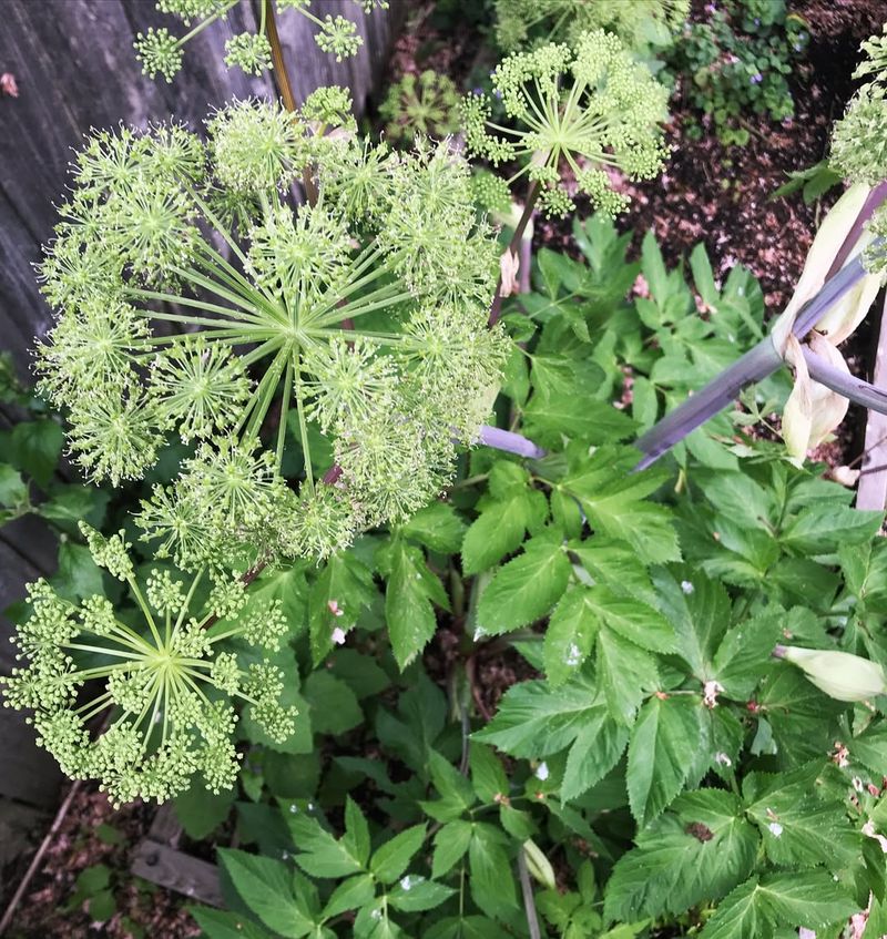 Plant Angelica