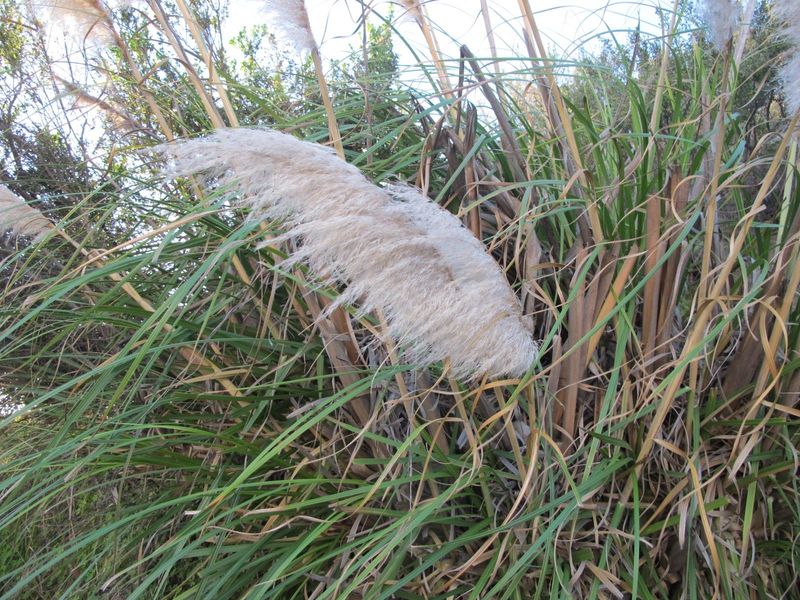 Pampas Grass – The Invasive Invader