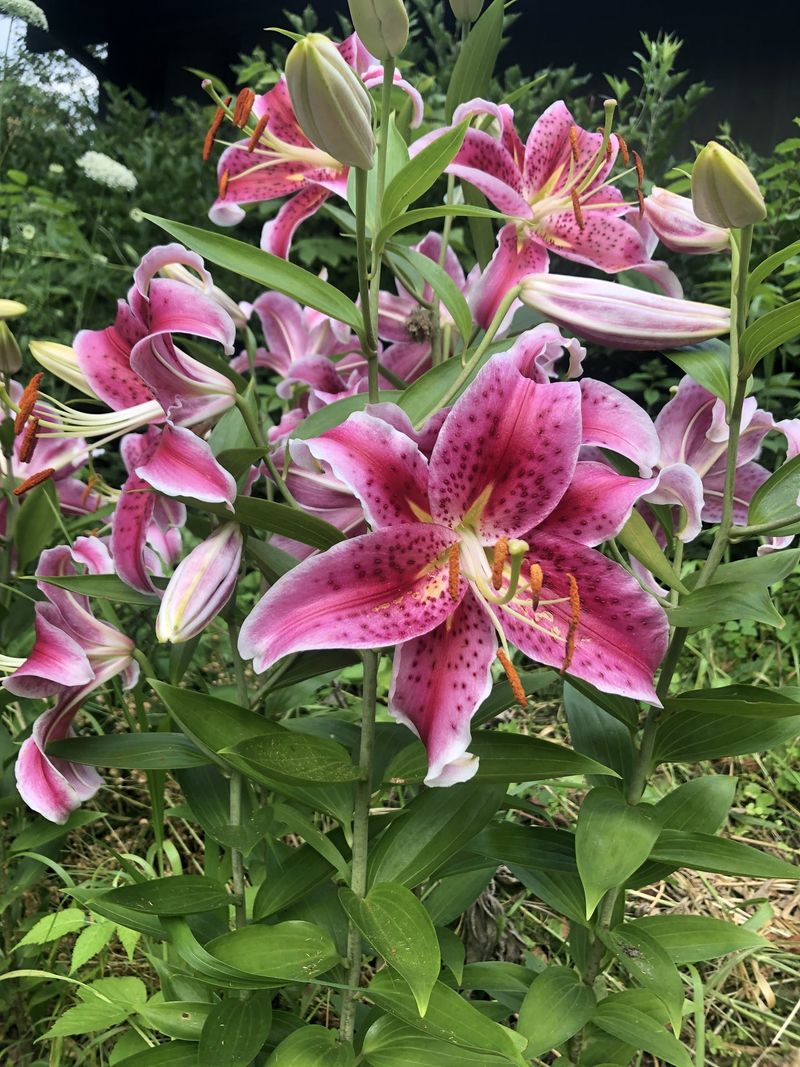 Lilies (Oriental)