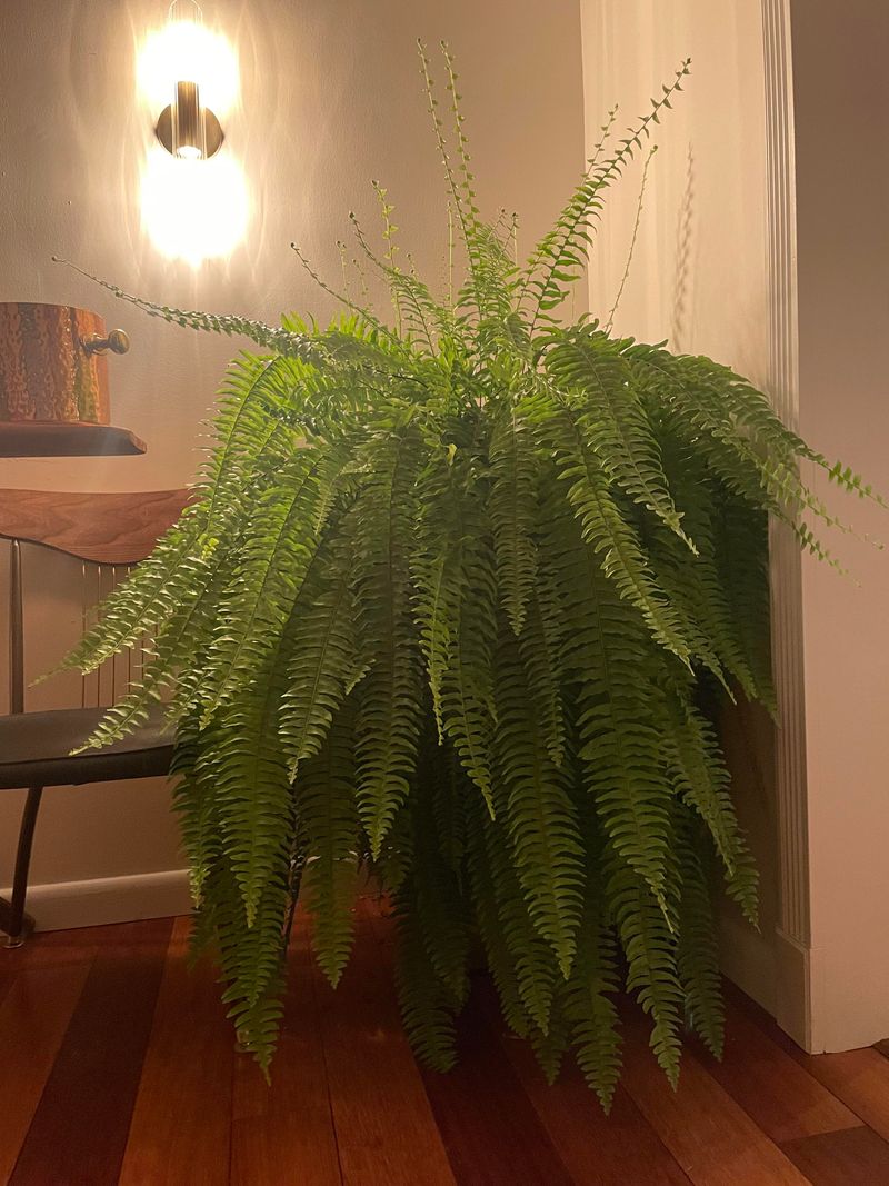 Fern (Boston Fern)