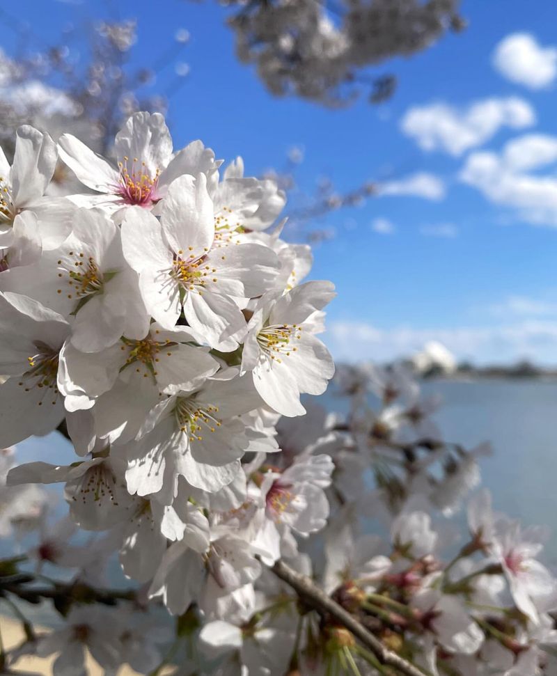 Cherry Blossom