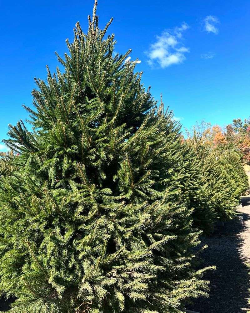 Norway Spruce