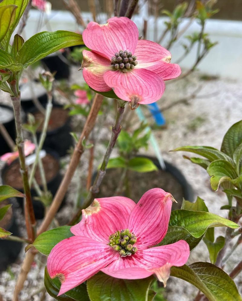 Dogwood Tree