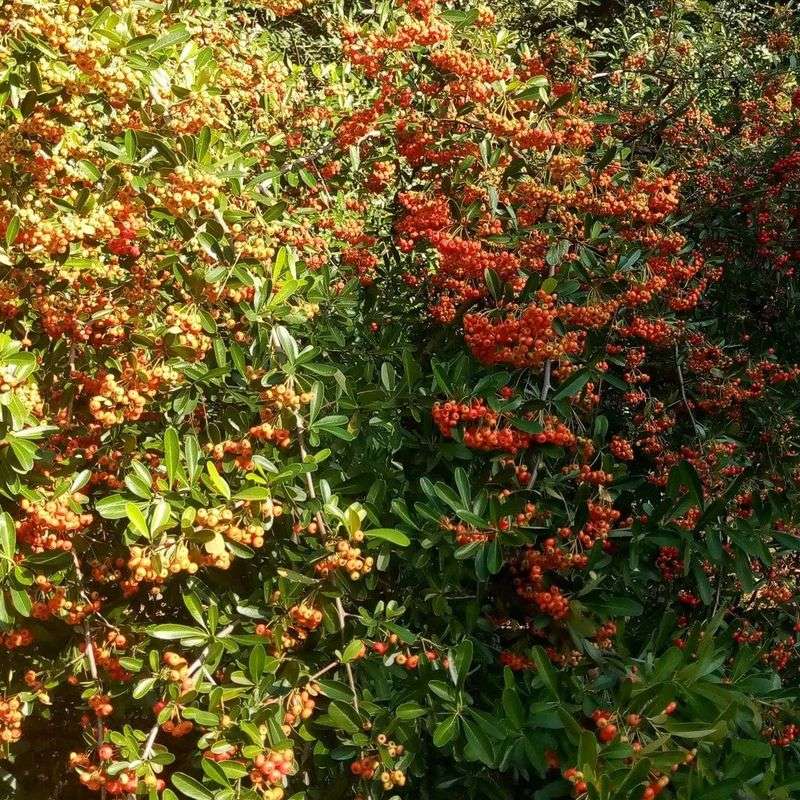 Pyracantha (Firethorn)