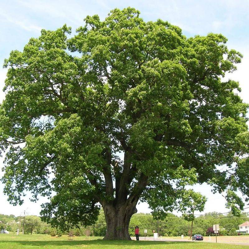 Oak (Quercus Spp.)