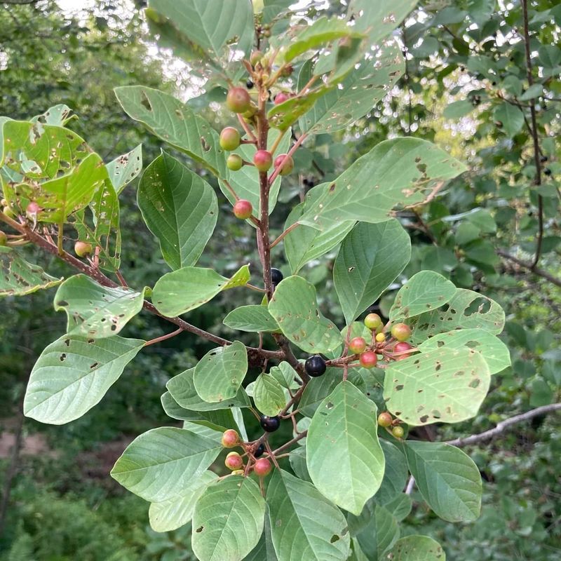 Glossy Buckthorn (Frangula alnus)