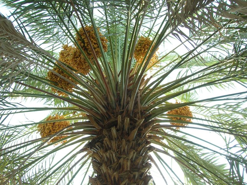 Jericho Palm