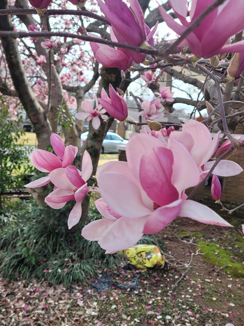 Magnolia (Magnolia grandiflora)