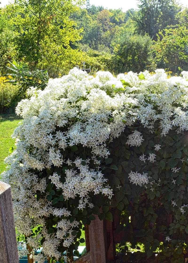 Sweet Autumn Clematis