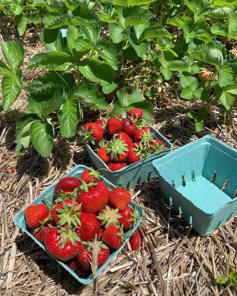 Yambu Strawberry