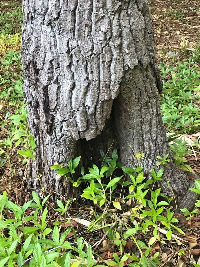 Large Cavities in the Bark