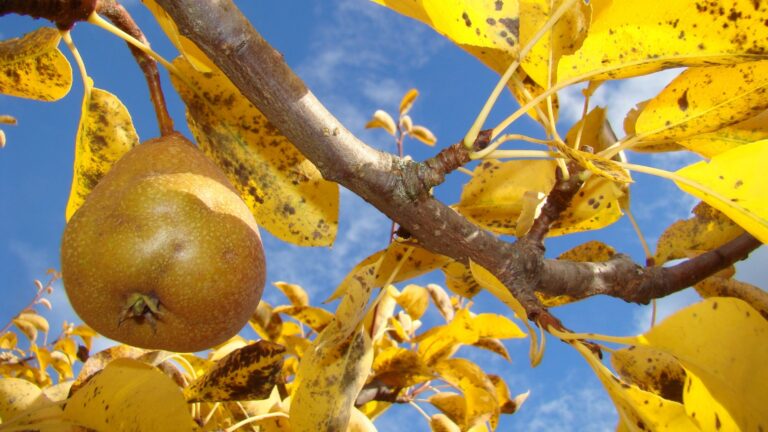 Pears on a tree