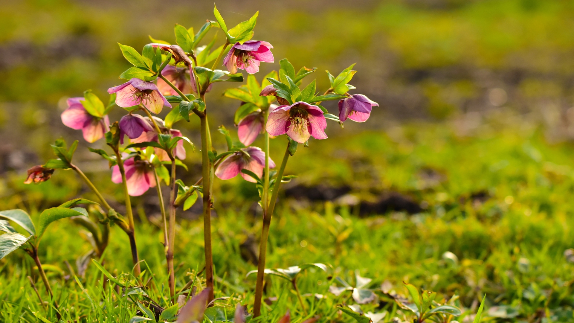 Hellebore