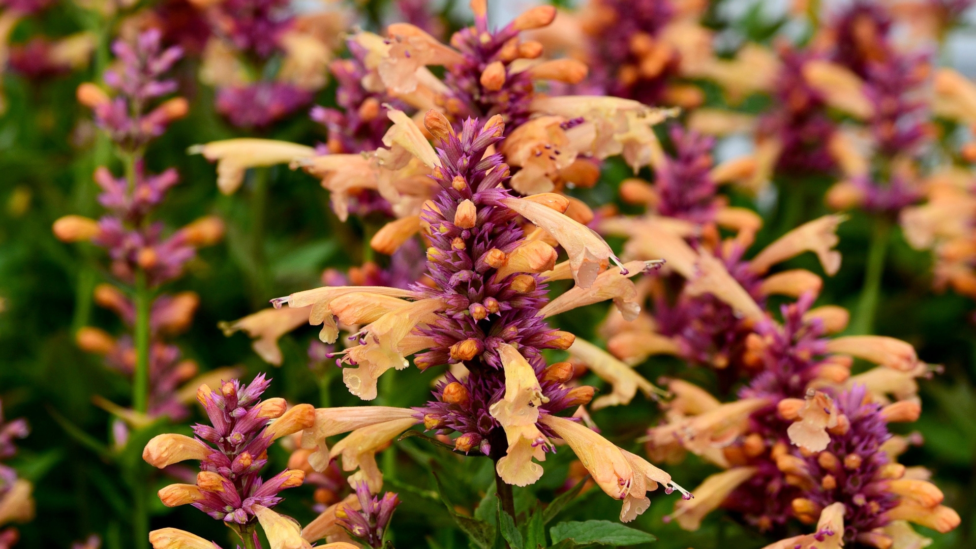Experts Agree The New Agastache ‘Peach Pearl’ Is The Perfect Companion For These 15 Plants