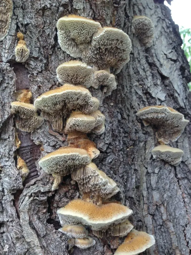 Presence of Fungi Around the Tree