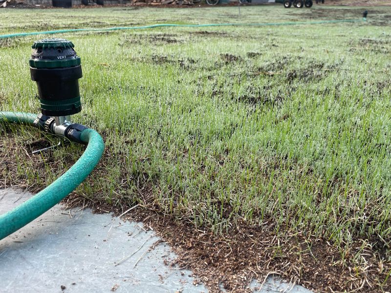 Ignoring Lawn Maintenance Post-Seeding