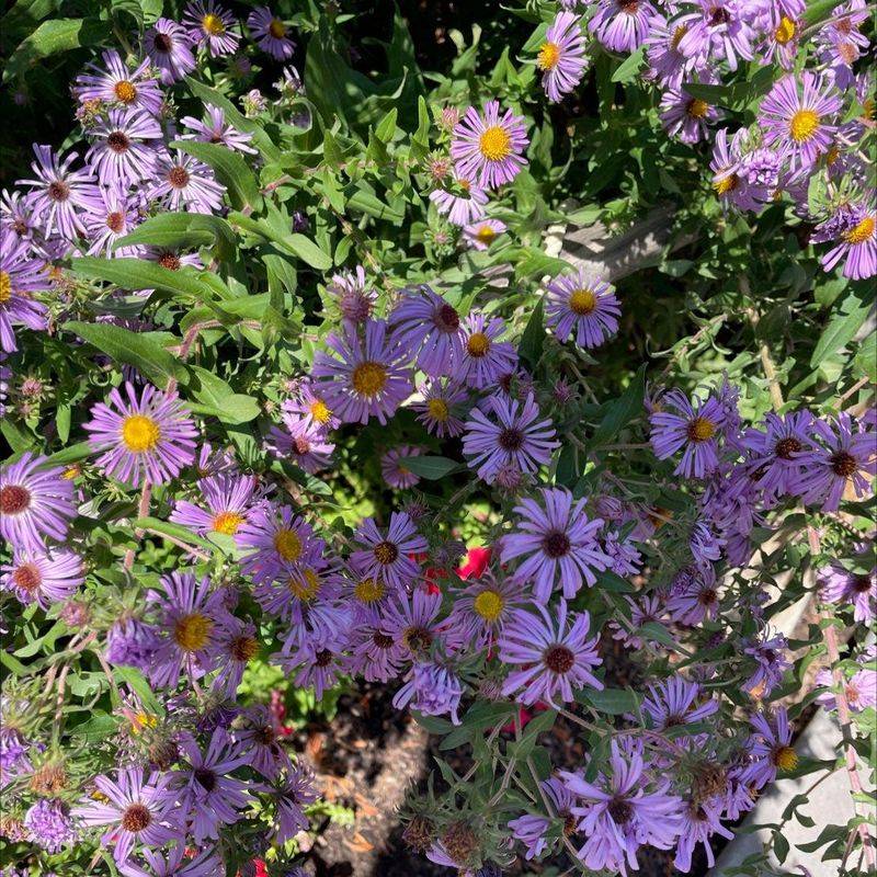 New England Aster Is A Late-Season Showstopper