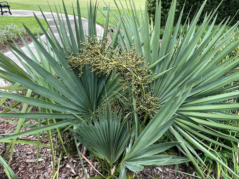 Dwarf Palmetto