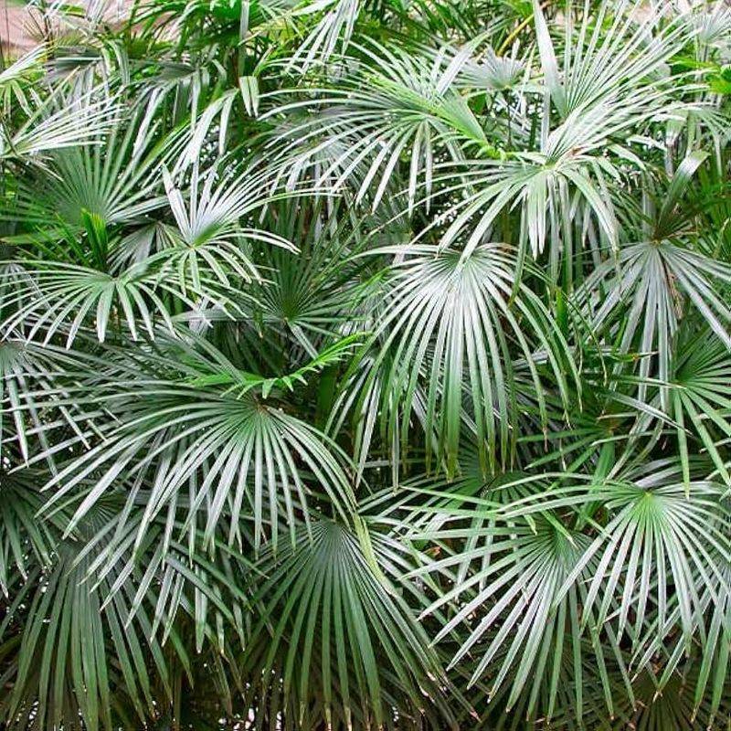 Needle Palm