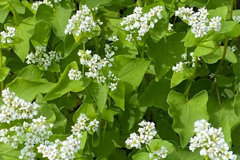 Buckwheat