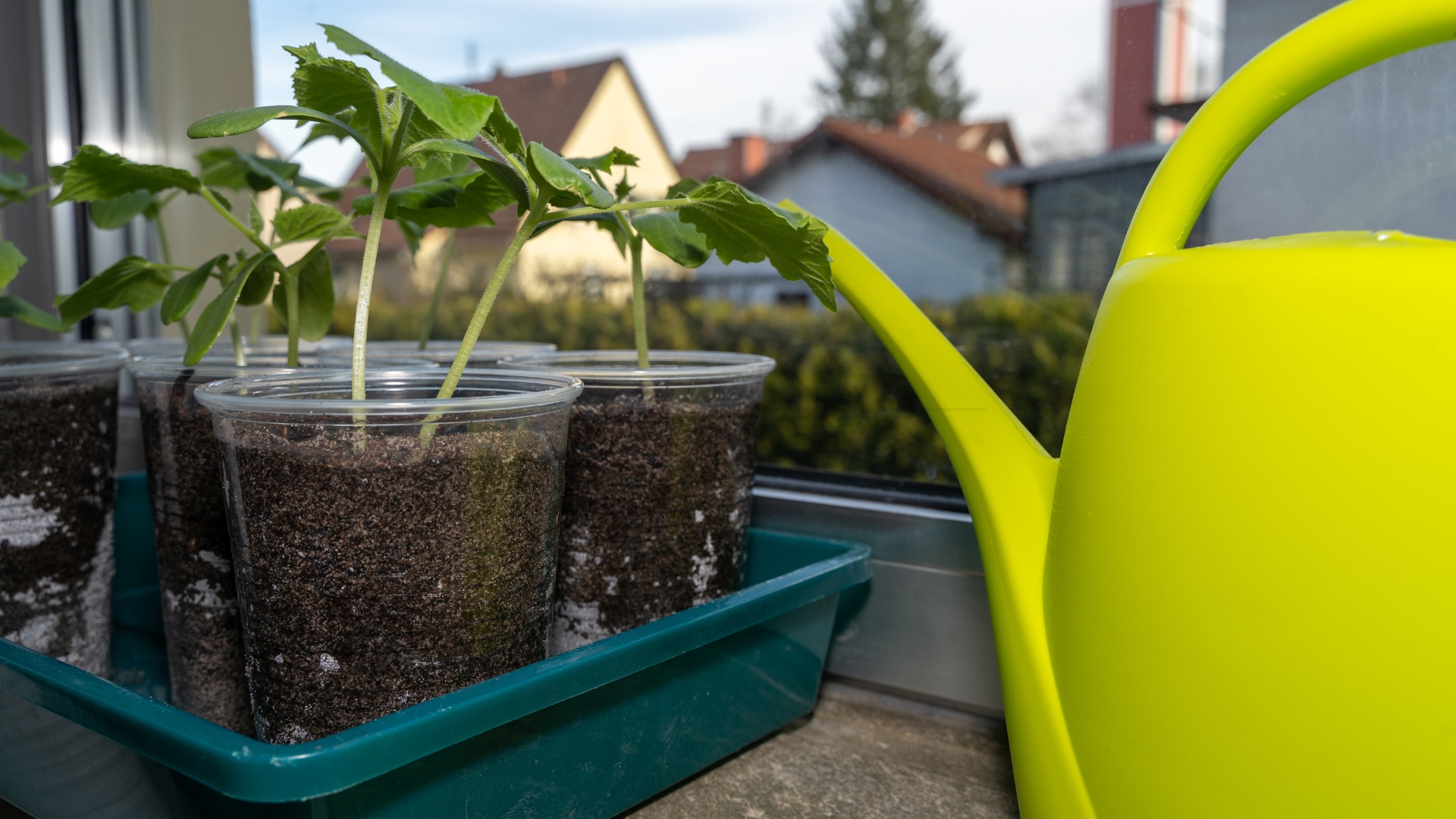 Fast-Growing Indoor Starts For Bumper Crop Of Cucumbers