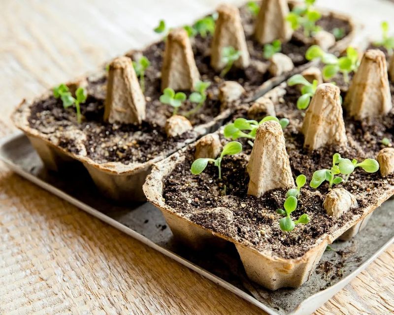 Egg Carton Seedlings