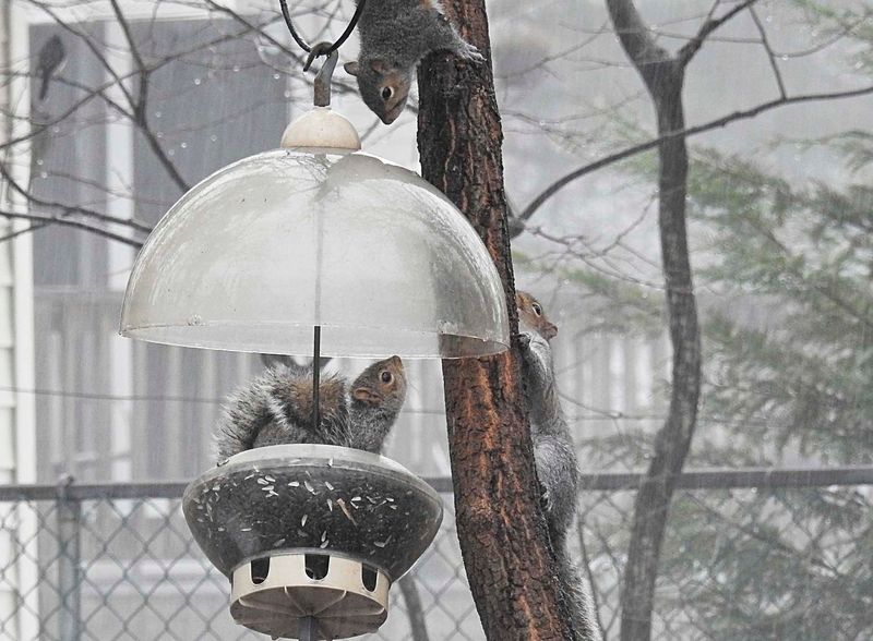 Install a squirrel-proof bird feeder