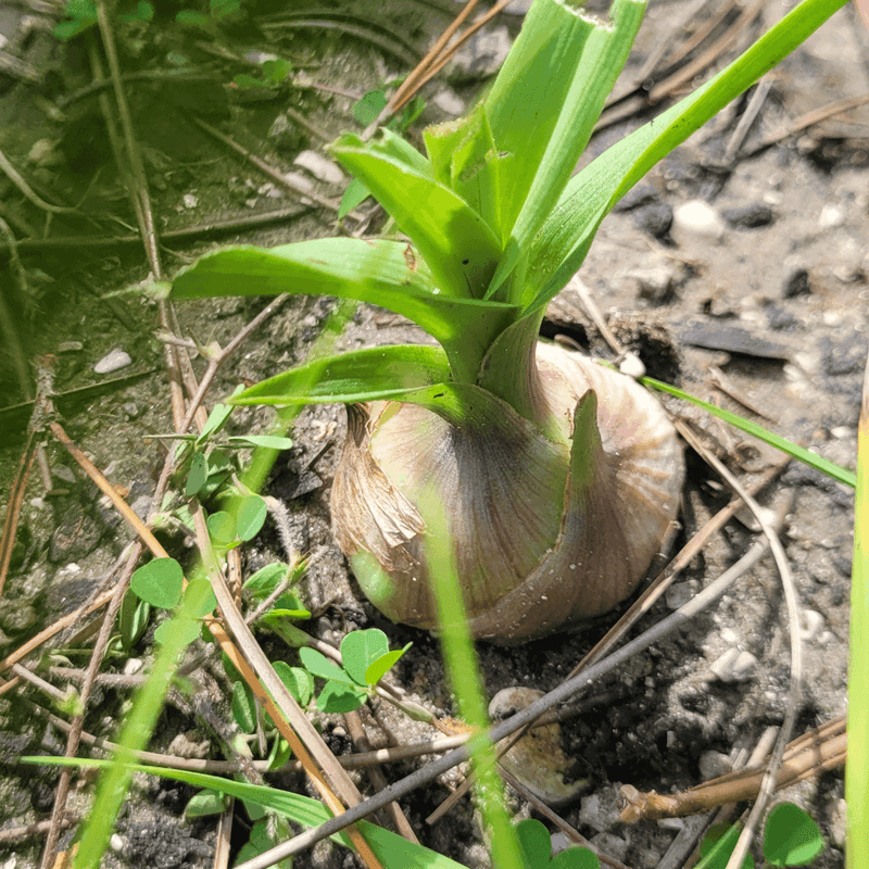 Weed Regularly